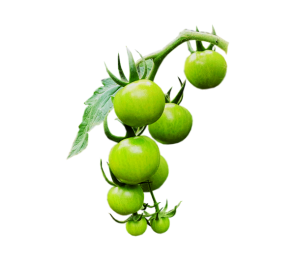 Green Cherry Tomato