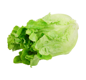 Green Ve Cabbage