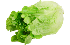 Green Ve Cabbage