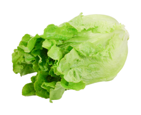 Green Ve Cabbage