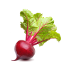 Vegan Fresh Radish