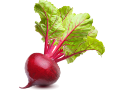 Vegan Fresh Radish